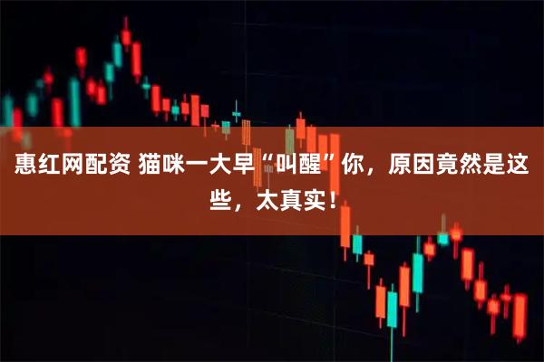 惠红网配资 猫咪一大早“叫醒”你，原因竟然是这些，太真实！